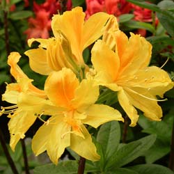 Azalea mollis Gold Topas